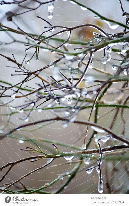 Ice-cell colony. Drops of water Winter Climate Frost Plant Bushes Icicle Illuminate Bright Cold Moody Bizarre Nature Environment Subdued colour Exterior shot