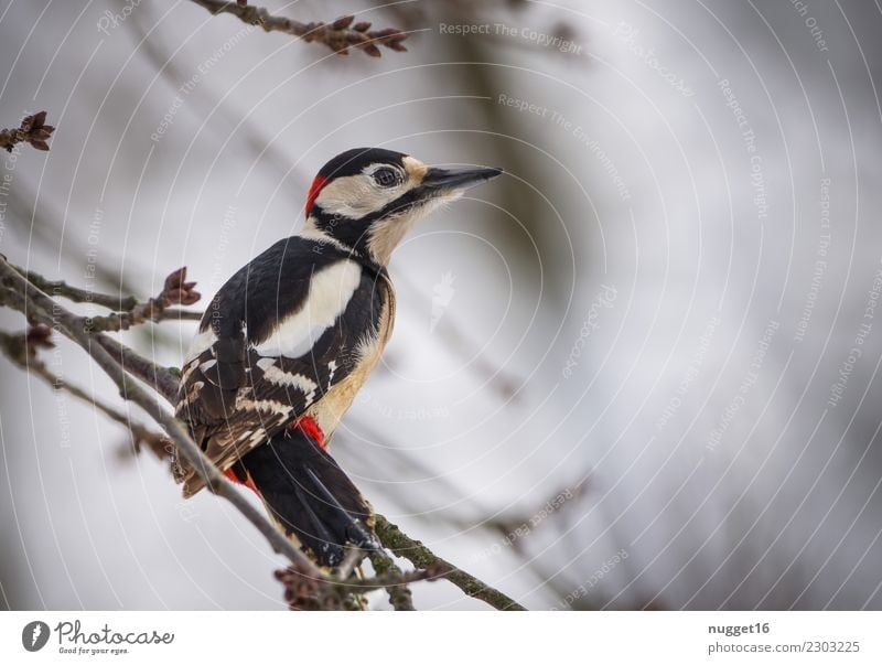Bunt Woodpecker Environment Nature Animal Spring Autumn Winter Climate Weather Beautiful weather Ice Frost Snow Snowfall Tree Bushes Garden Park Forest