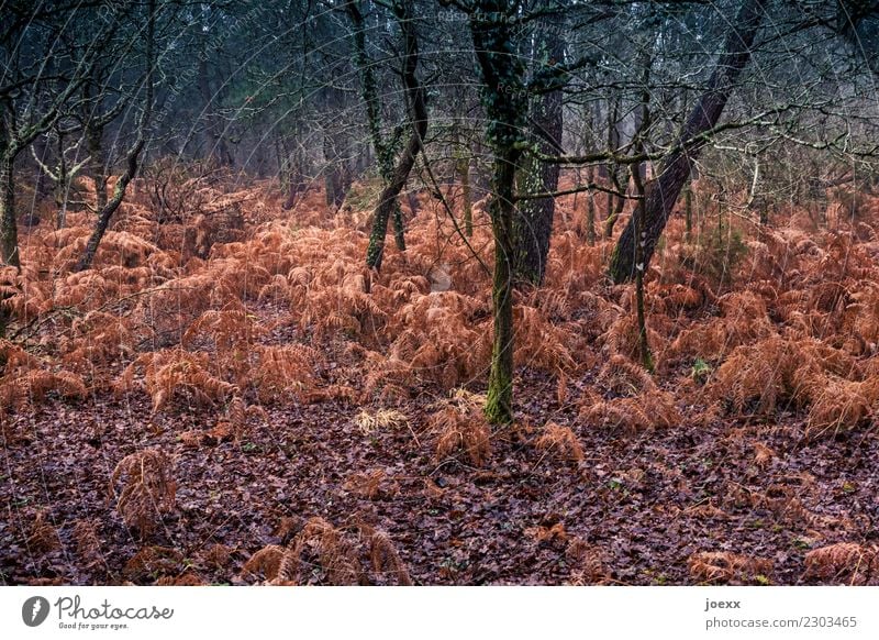 Red wild Nature Autumn Weather Tree Forest Brown Green Fern Colour photo Exterior shot Deserted Deep depth of field
