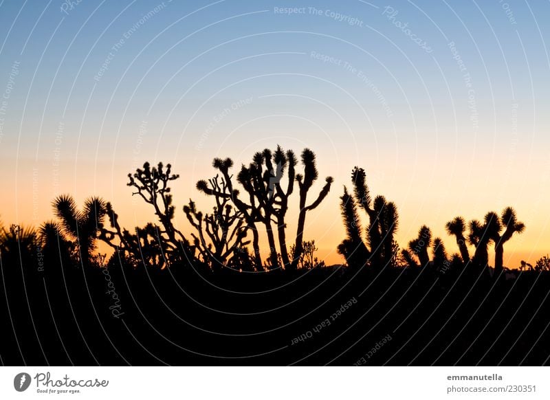 Mojave Desert, California, USA Moody Joshua Tree Cactus Sunset Colour photo Exterior shot Abstract Pattern Deserted Copy Space top Twilight Silhouette