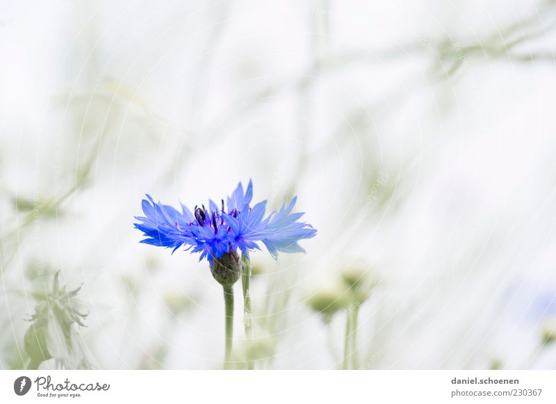 a cornflower ! Environment Nature Plant Spring Summer Flower Bright Blue Gray White Cornflower Detail Macro (Extreme close-up) Copy Space left Copy Space right