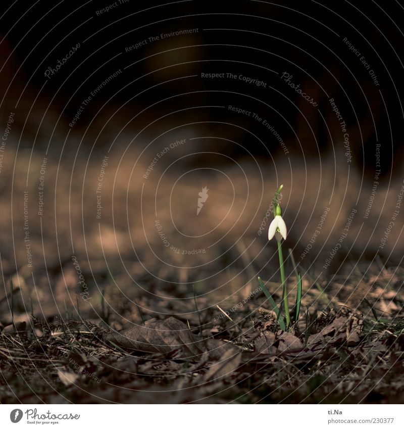 oops Environment Nature Plant Flower Snowdrop Garden Blossoming Small Colour photo Exterior shot Close-up Deserted Copy Space left Copy Space top Day