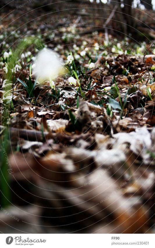 spring forest Nature Spring Plant Blossom Woodground Colour photo Exterior shot Deserted Day Light Blur Worm's-eye view Shriveled Leaf Copy Space bottom