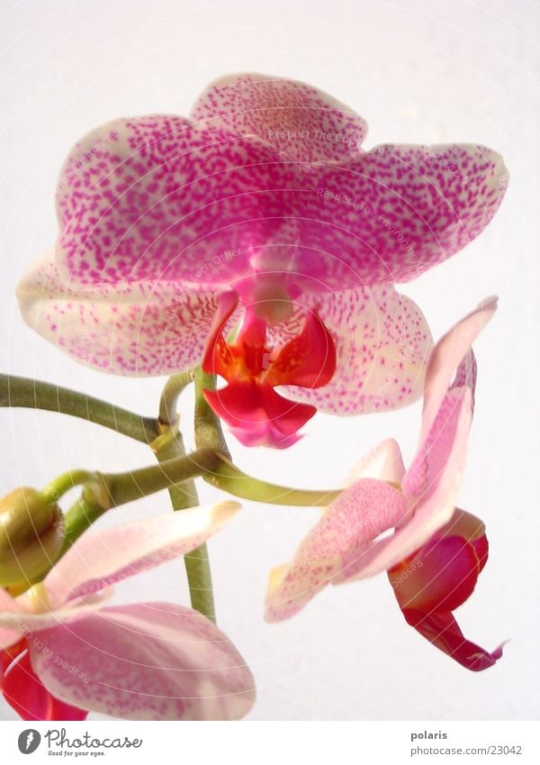 orchid Orchid Pink Violet Flower Near Beautiful