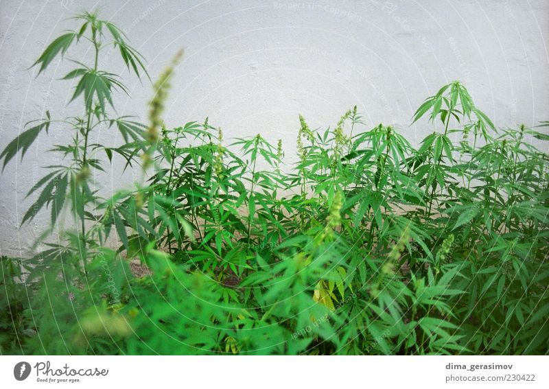 Hemp forest Smoking Intoxicant Plant To enjoy Smiling Carrying Multicoloured Green Colour photo Exterior shot Close-up Deserted Morning Central perspective