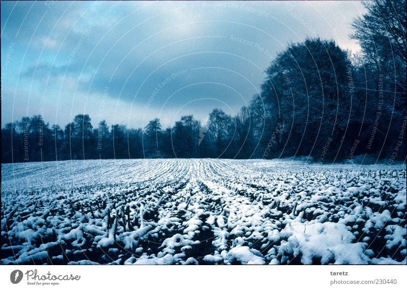 winteracker Bad weather Field Cold Clouds Direct Tracks Winter Edge of the forest Calm To hibernate Peaceful Holiday season Landscape Agriculture Colour photo