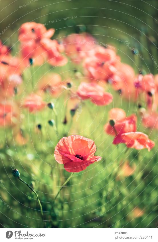 corn poppy Nature Spring Summer Flower Grass Blossom Poppy Poppy blossom Summery Corn poppy Authentic Natural Beautiful Red Colour photo Exterior shot Deserted