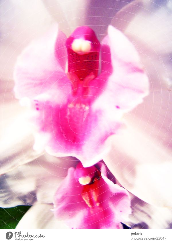 orchid1 Orchid Pink Violet Flower Near