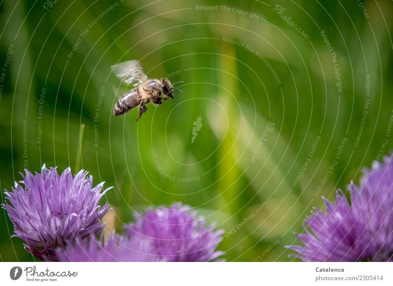 A honey bee flying over pink chive blossoms Nature Plant Animal Summer Beautiful weather Grass Blossom Chives Garden Bee Honey bee 1 Blossoming Flying Growth