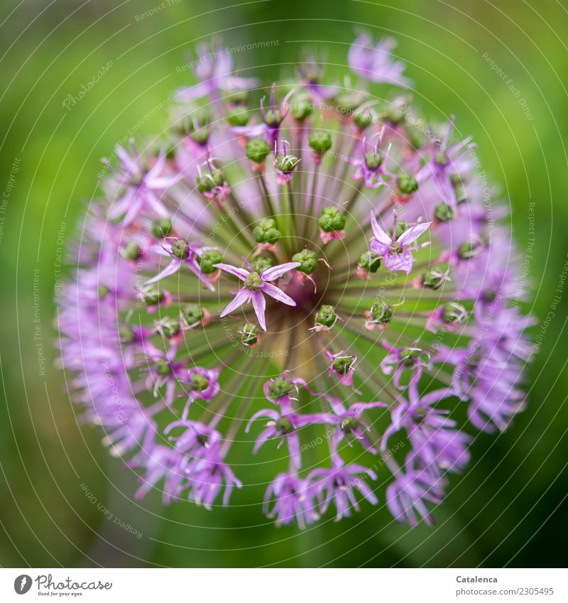 garlic flower Plant Summer Blossom ornamental garlic Garden Blossoming Faded Authentic pretty Violet Pink Happiness Nature Environment Multicoloured