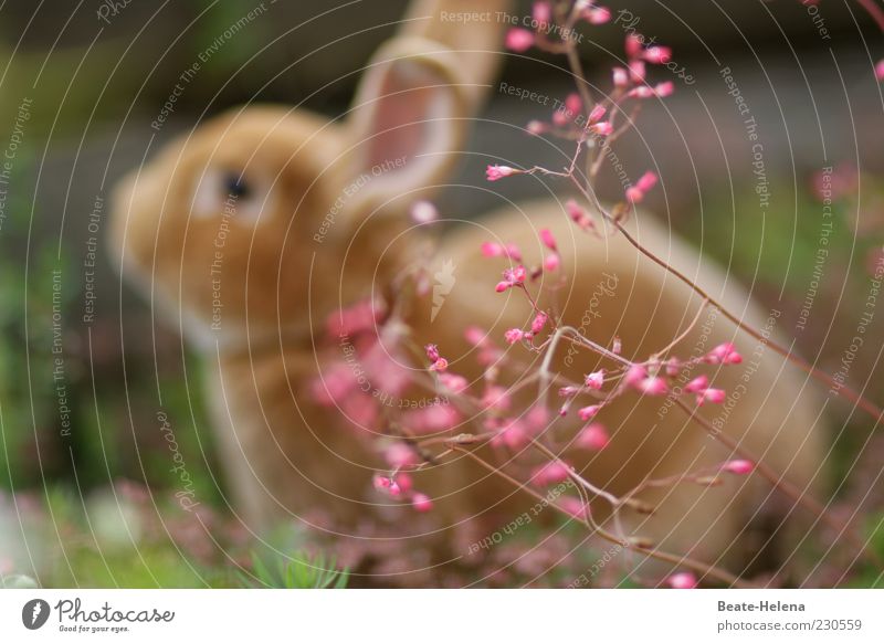 Hooray, the spring is here! Easter Spring Animal Pet Farm animal Sit Soft Brown Pink Emotions Easter Bunny Hare & Rabbit & Bunny Spring flower Spring fever