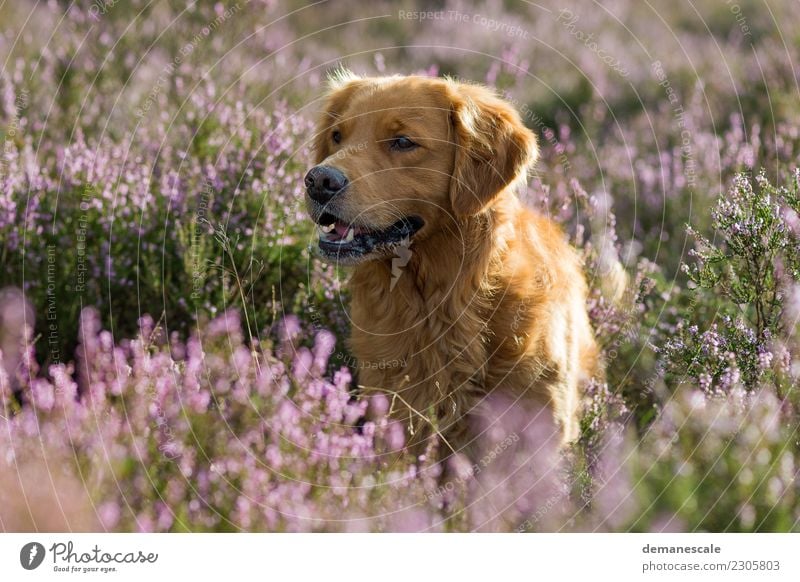 Golden Retriever Portrait. Nature Landscape Summer Plant Bushes Blossom Wild plant Heathland Animal Pet Dog Pelt 1 Observe Movement Blossoming Discover