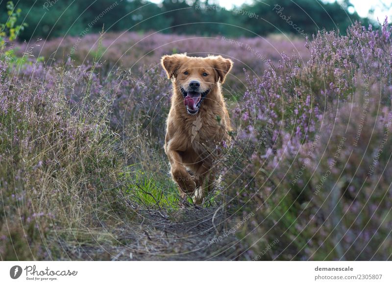 Unrestrained freedom. Happy Summer To go for a walk Nature Landscape Plant Beautiful weather Bushes Blossom Wild plant Heathland Forest Park Animal Pet Dog Pelt