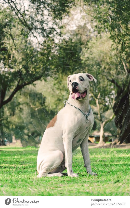 Happy dog Friendship Animal Pet Dog Smiling Happiness Cute Brown White Delightful background boxer Breed doggy Domestic front german head isolated Mammal