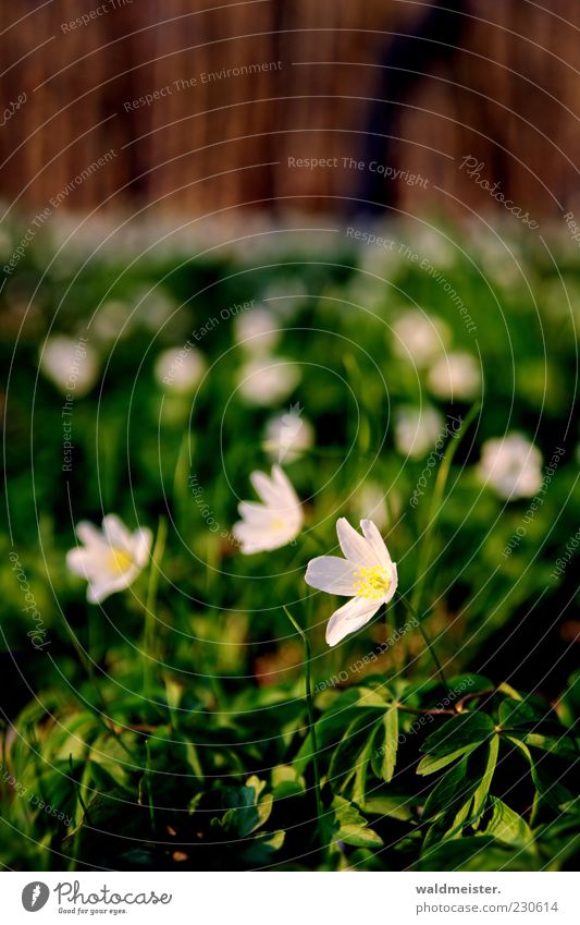 spring Nature Plant Spring Beautiful weather To enjoy Brown Green Pink White Spring fever Optimism Idyll Growth Colour photo Multicoloured Exterior shot Blur