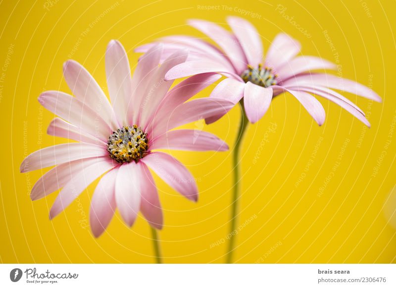 Flowers, two pink daisy over yellow background Decoration Environment Nature Plant Blossom Bouquet Ornament Fresh Natural Pink Colour spring Spain Blossom leave