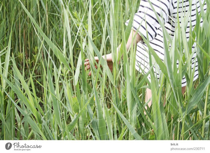 ramble Young woman Youth (Young adults) Back Nature Plant Summer Beautiful weather Foliage plant Touch Stand Joie de vivre (Vitality) Common Reed Striped