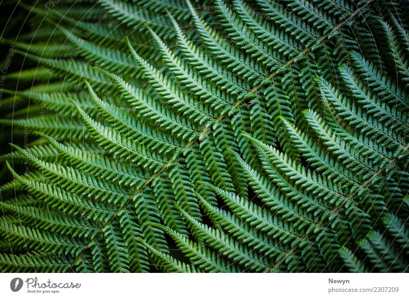 Green Fractal Fern Environment Nature Animal Plant Leaf Foliage plant Wild plant Far-off places Fresh Healthy Point Soft Yellow Black Happy Contentment