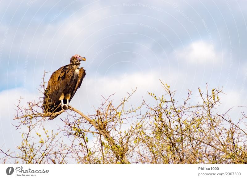 Vulture scavenger posed at the top of an acacia Nature Animal Sky Clouds Bird Butterfly Flying Dark Brown Black White Africa Kenya Masai Mara background Beak