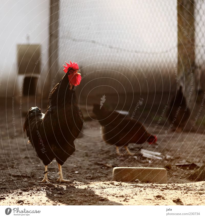 News from Uhlenbusch Animal Farm animal Animal face Wing Rooster Gamefowl 3 Group of animals Stand Chicken coop Fence Colour photo Exterior shot Deserted Day