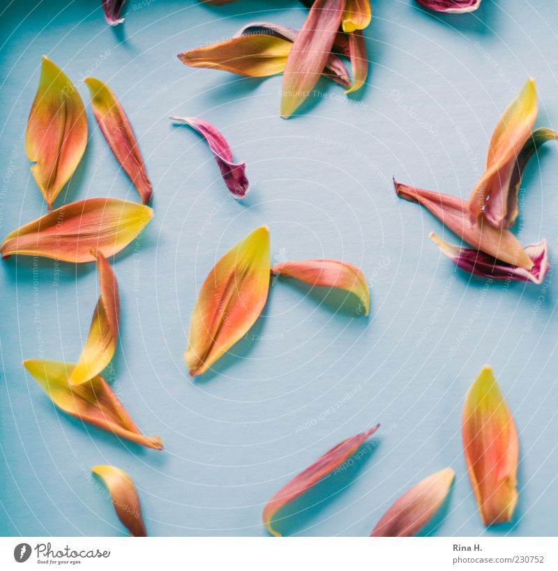 tulip leaves Leaf Faded Bright Blue Yellow Gold Transience Colour photo Interior shot Light Shadow Bird's-eye view Tulip blossom Blossom leave