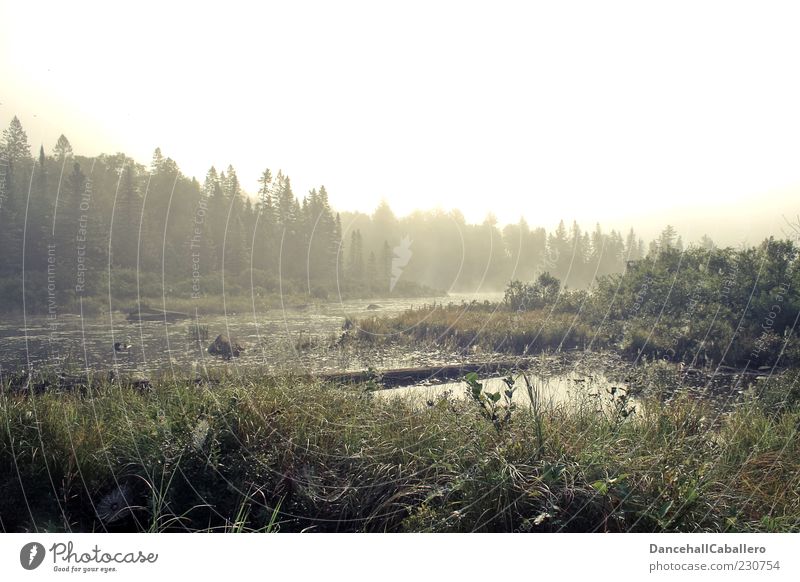 morning fog Summer Nature Landscape Plant Water Weather Fog Tree Forest Bog Marsh Pond Beautiful Calm Idyll Environment Dew Spider's web Morning Loneliness