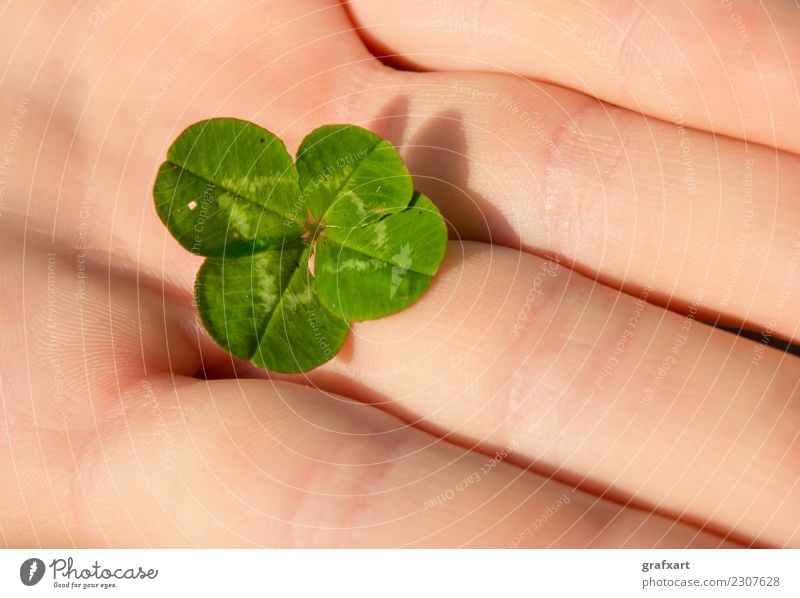 Four-leaf lucky cloverleaf in hand Clover Cloverleaf Hand Fingers Happy Four-leaved Ireland Green Plant Nature Popular belief Good luck charm