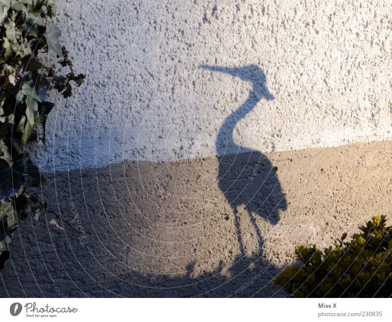 Faster than his shadow Animal Bird 1 Stand Funny Heron Shadow play Beak Garden Decoration Colour photo Exterior shot Deserted Silhouette Wall (building) Stork