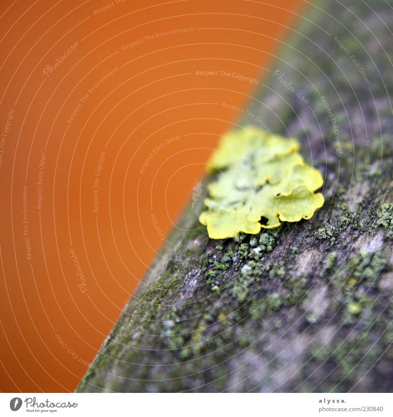 green spot. Nature Tree Moss Growth Brown Green Black Colour photo Exterior shot Blur Deserted Yellow Copy Space top Copy Space left Copy Space bottom
