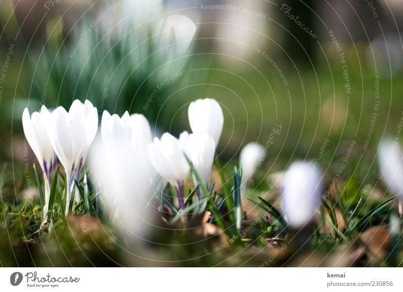 KAmiKAze - Crocuses Environment Nature Plant Sunlight Spring Beautiful weather Flower Blossom Foliage plant Garden Meadow Blossoming Growth Bright Green White