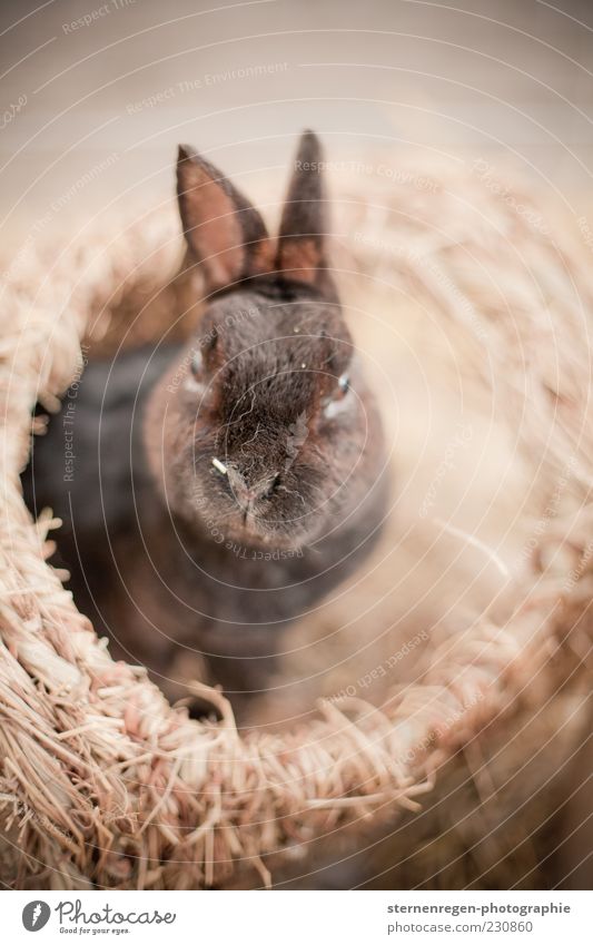 Easter? Animal Pet Animal face Pelt 1 Cute Brown Hare & Rabbit & Bunny Easter Bunny Subdued colour Exterior shot Detail Copy Space right Copy Space top