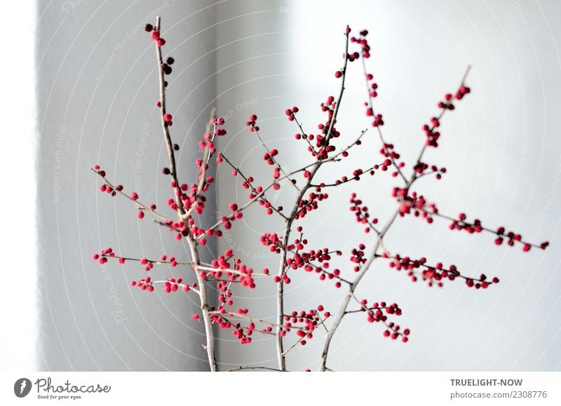 Ilex verticillata (Winterberries) - branches indoors in daylight Lifestyle Style Design Joy Harmonious Calm Meditation Living or residing Decoration Work of art