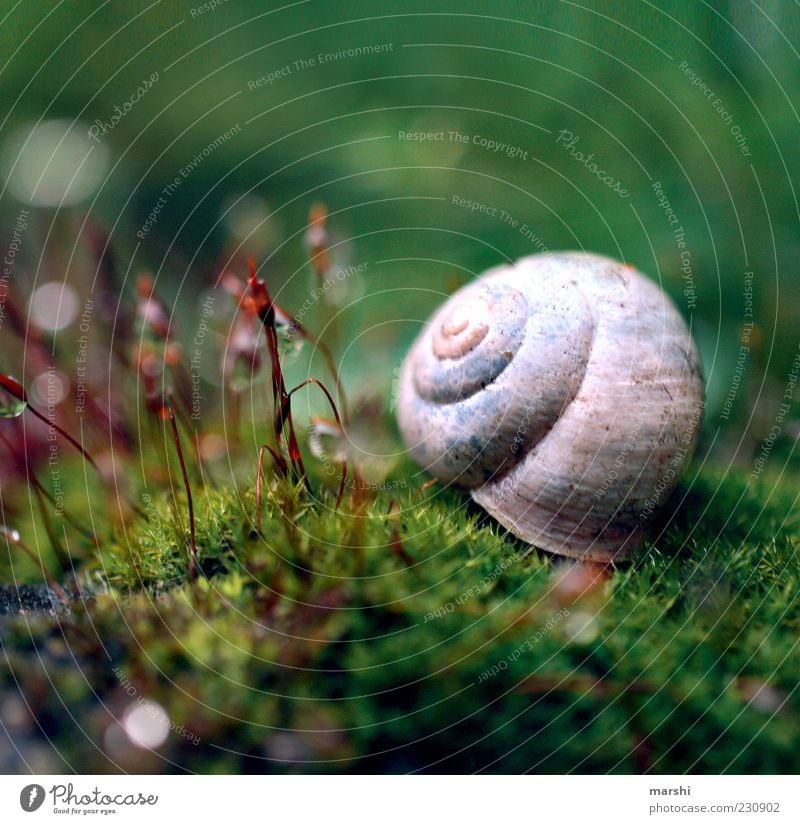 small enchanted world Nature Plant Moss Snail Small Green Blur Snail shell Exterior shot Close-up Detail Macro (Extreme close-up) Deserted 1 Copy Space top