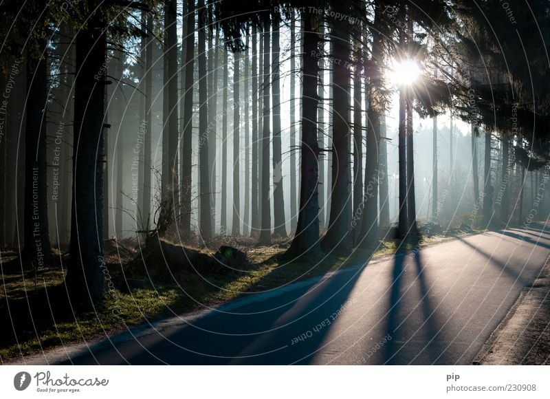 edge of the forest Environment Nature Sun Sunlight Climate Beautiful weather Fog Tree Coniferous forest Spruce Fir tree Tree trunk Forest Street Lanes & trails