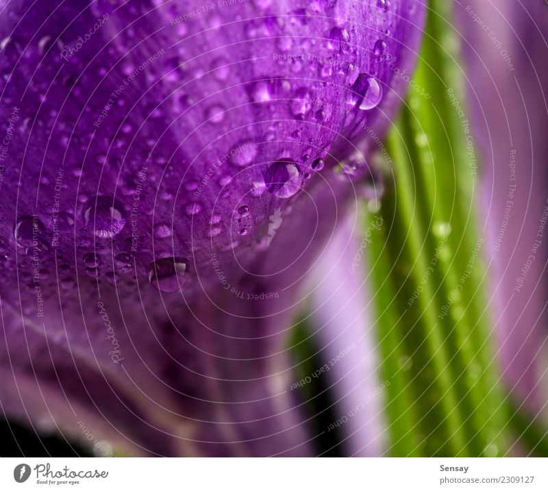 Macro view of a beautiful crocus flower Beautiful Life Summer Garden Nature Plant Flower Drop Growth Fresh Natural Blue Black Colour Blossom leave background