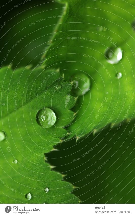 raindrops on green leaves Summer Nature Plant Grass Leaf Foliage plant Wild plant Pot plant Garden Park Meadow Green Drops of water Water Rain Dew Weather Wave