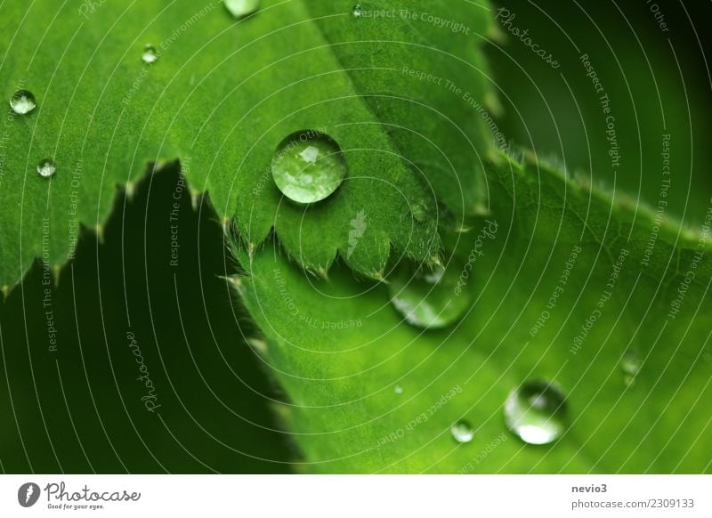 water pearls Summer Environment Nature Plant Spring Grass Leaf Foliage plant Agricultural crop Garden Park Meadow Green To leaf (through a book) Rain
