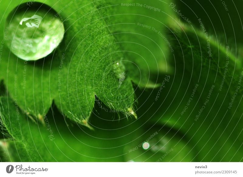 Waving hand in a drop of water Summer Environment Nature Plant Water Drops of water Spring Grass Leaf Foliage plant Agricultural crop Garden Park Meadow Round