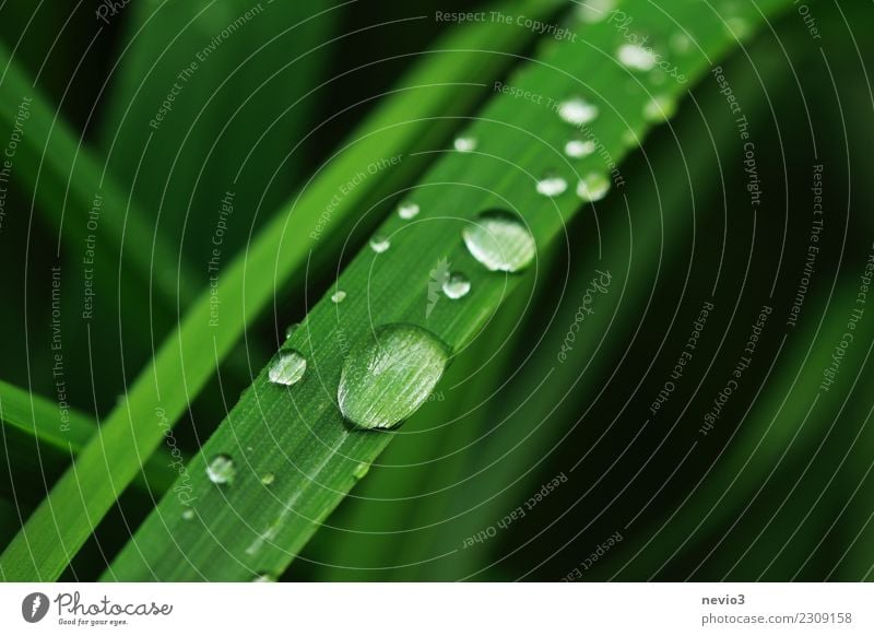 raindrop slide Summer Environment Nature Plant Spring Grass Leaf Foliage plant Agricultural crop Garden Meadow Round Green Beautiful Slide Drops of water Dew