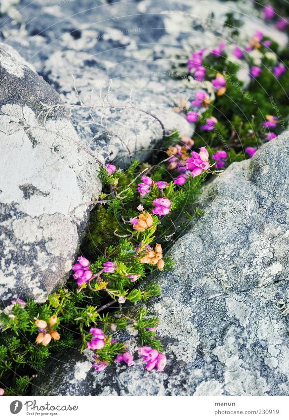 Quarry Nature Plant Bushes Wild plant Heather family Mountain heather Broom Natural growth Stony Authentic Simple Beautiful Colour photo Exterior shot Deserted