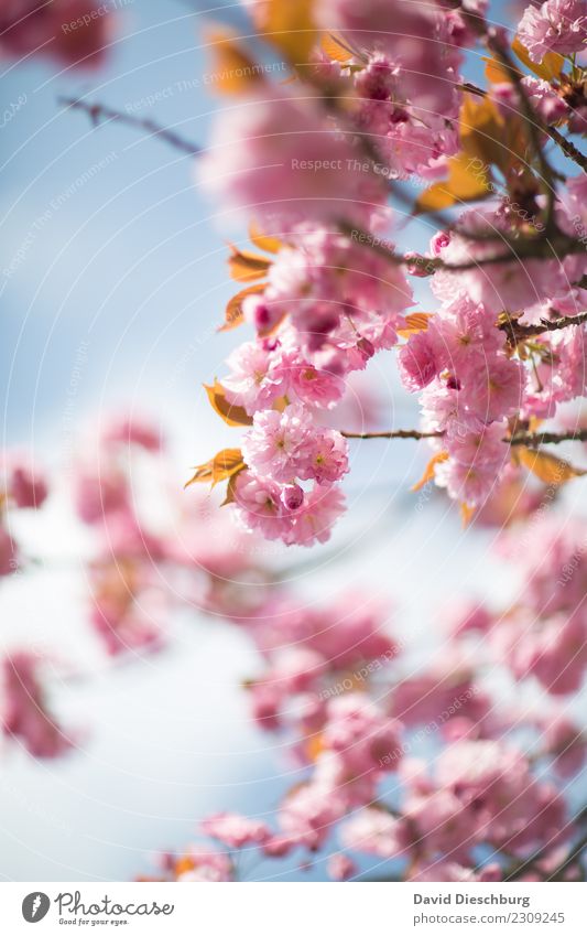 heyday Nature Plant Animal Sky Spring Summer Beautiful weather Tree Flower Blossom Garden Park Forest Relaxation Experience Transience Pink Cherry blossom