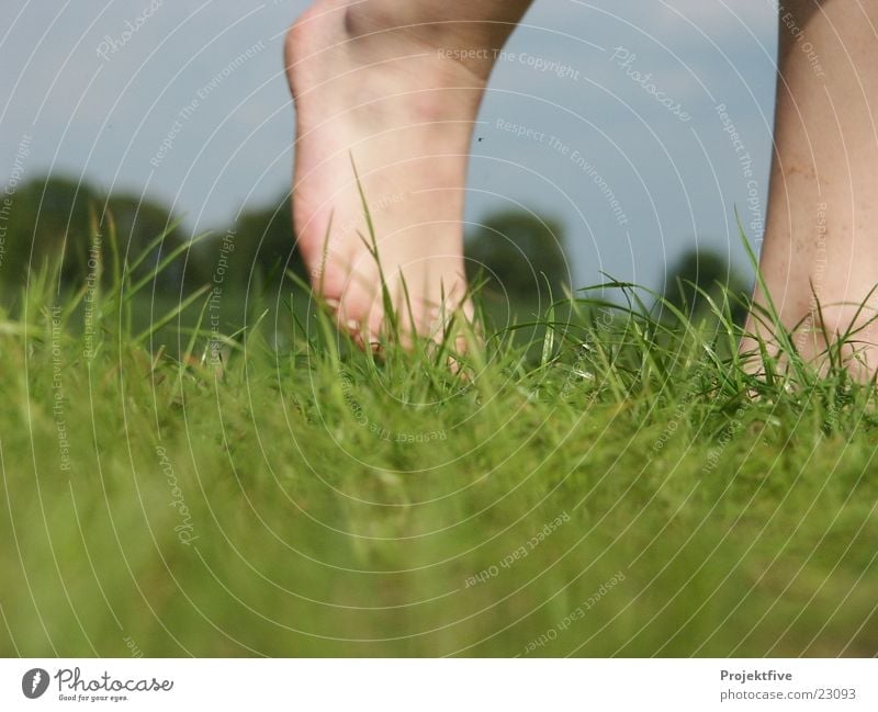 Naked feet in the great outdoors Grass Tree Green Joint Going Grass surface Bare Green space Human being Macro (Extreme close-up) Close-up Joy Feet Nature Blue