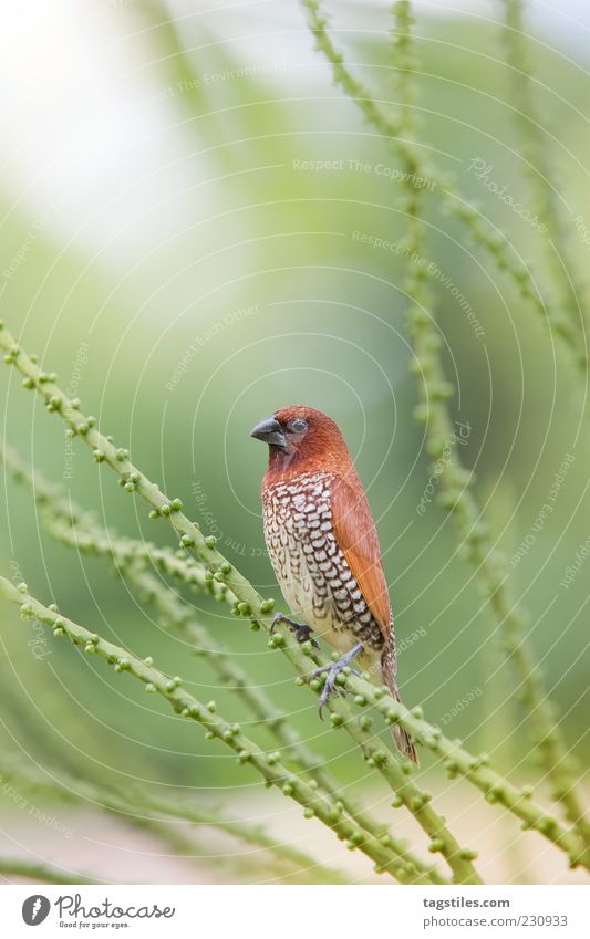 HOLD STILL ... YEAH, THAT'S WHAT'S GOING ON. Bird Canary bird Mauritius Twig Colour photo Copy Space top Green Orange Blur Shallow depth of field Feather Exotic