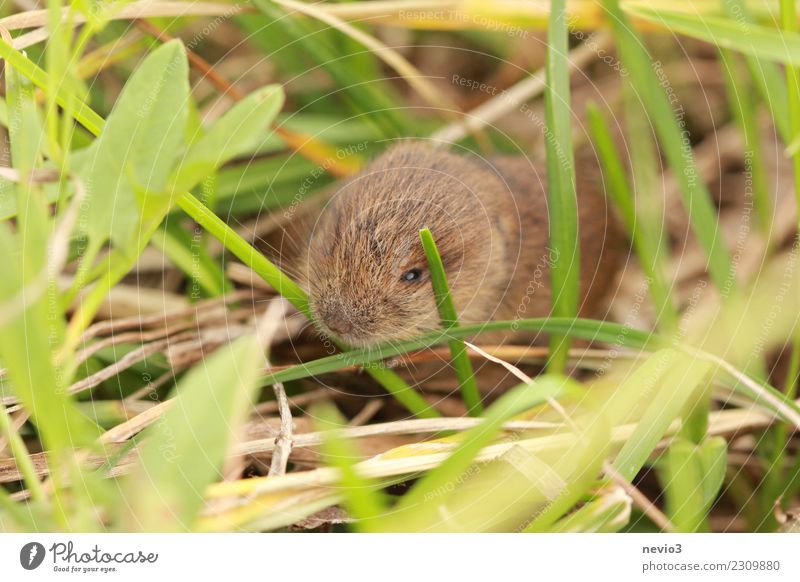 Small Environment Nature Landscape Grass Meadow Field Animal Pet Mouse 1 Brown Emotions Caution Field vole Rodent Living thing Nose Odor Keyboard Diminutive
