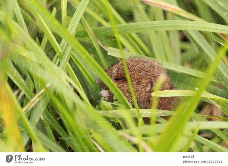 Small mouse gnawing at green leaf Environment Nature Plant Animal Spring Summer Grass Leaf Foliage plant Agricultural crop Garden Meadow Field Pet Farm animal