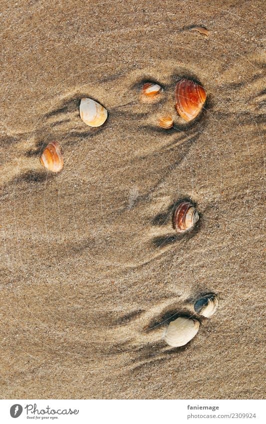 Shells in the sand Environment Nature Beautiful weather Swimming & Bathing Mussel Seafood Sand Ocean North Sea egmond Netherlands Tracks Orange White