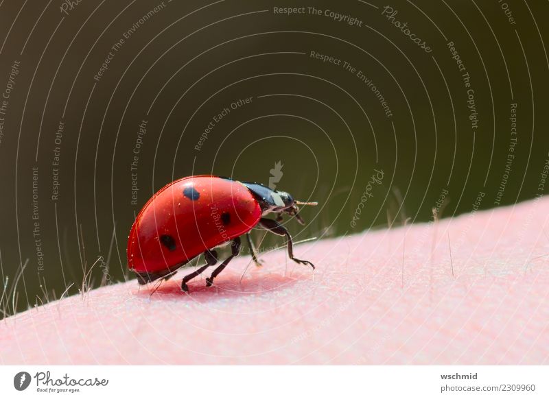Ladybug on arm Human being Skin Arm 1 Environment Nature Animal Wild animal Beetle Ladybird Crouch Crawl Sit Carrying Green Pink Red Black Happy