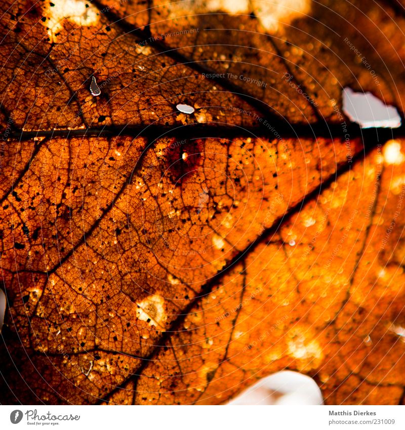 decay Environment Nature Autumn Leaf Old Authentic Exceptional Dirty Broken Trashy Gloomy Brown Yellow Gold Structures and shapes Transience Colour photo