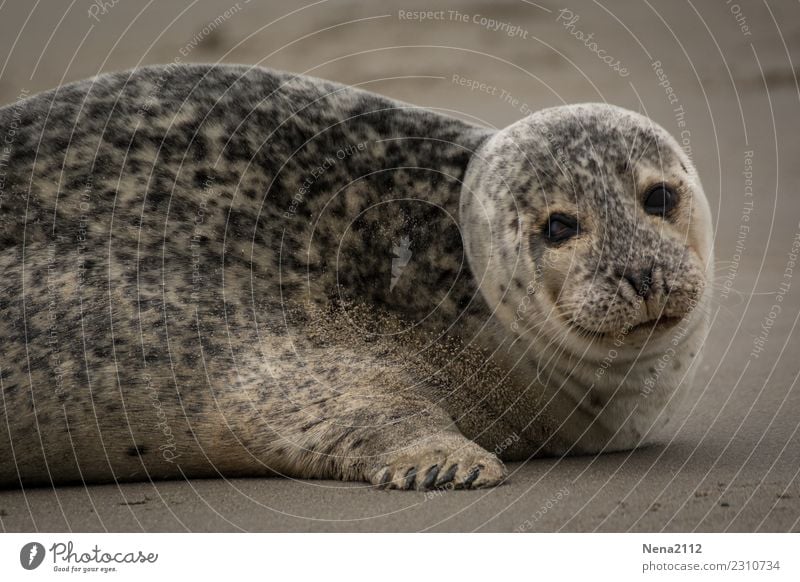 seals Environment Nature Animal Sand 1 Cute Gray seal Seal cub Helgoland Seals Overweight Mammal Beach North Sea Land-based carnivore Relaxation Colour photo