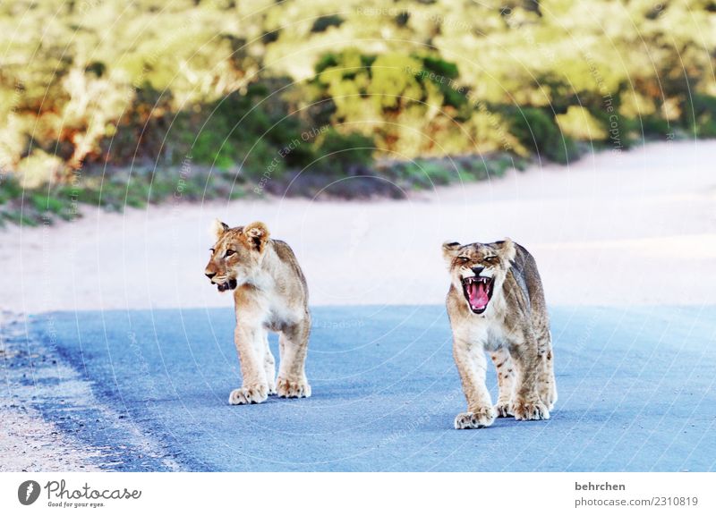 future music | Wat'n Brüller Vacation & Travel Tourism Trip Adventure Far-off places Freedom Safari South Africa Wild animal Animal face Pelt Paw Lion 2